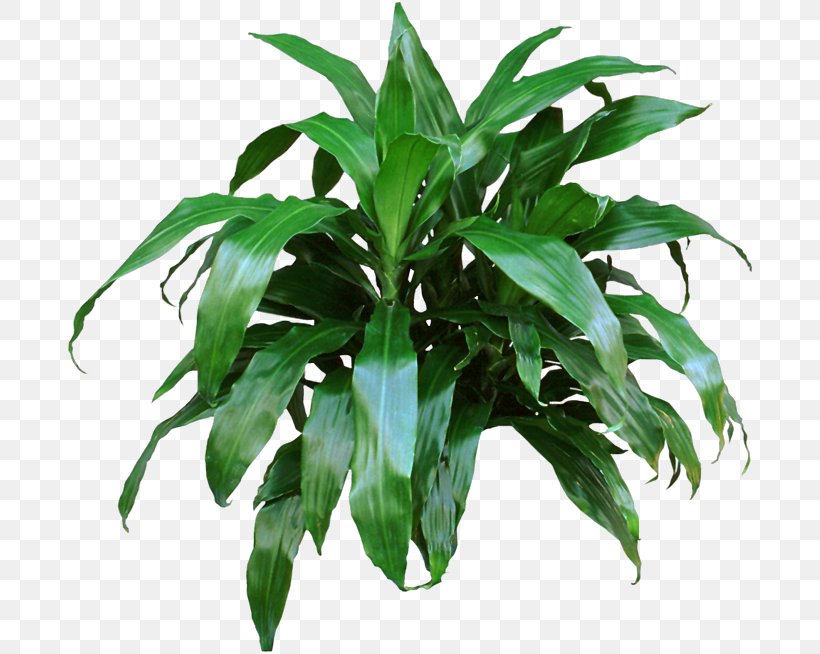 Dracaena Fragrans Houseplant Devil's Ivy Nephrolepis Obliterata, PNG, 688x654px, Dracaena Fragrans, Areca Palm, Calathea Lancifolia, Chinese Evergreen, Dracaena Download Free