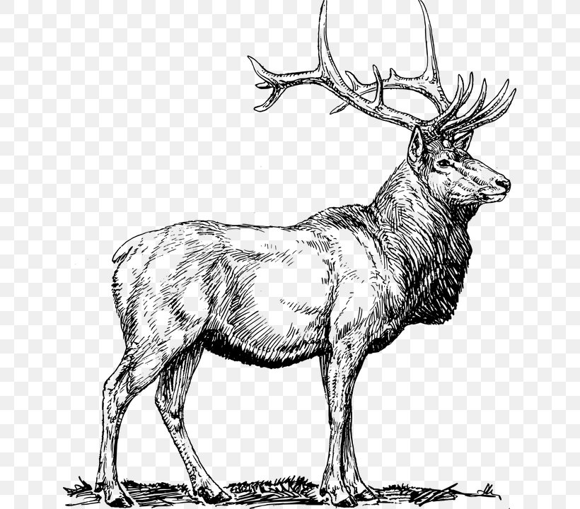 Elk Deer Clip Art, PNG, 641x720px, Elk, Antelope, Antler, Art, Black And White Download Free