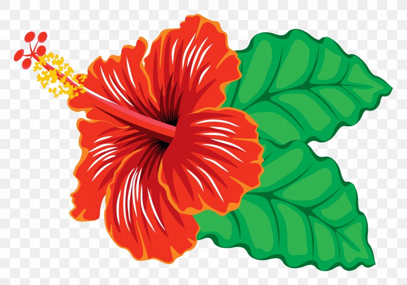 Hibiscus Schizopetalus Hawaiian Hibiscus Clip Art, PNG, 2400x1680px, Hibiscus Schizopetalus, Blog, Cut Flowers, Drawing, Flower Download Free