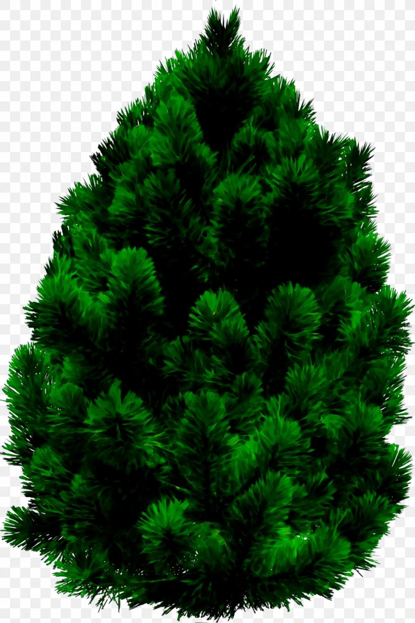 Pine Norway Spruce Cedar Image, PNG, 1053x1579px, Pine, American Larch, American Pitch P, Balsam Fir, Blue Spruce Download Free