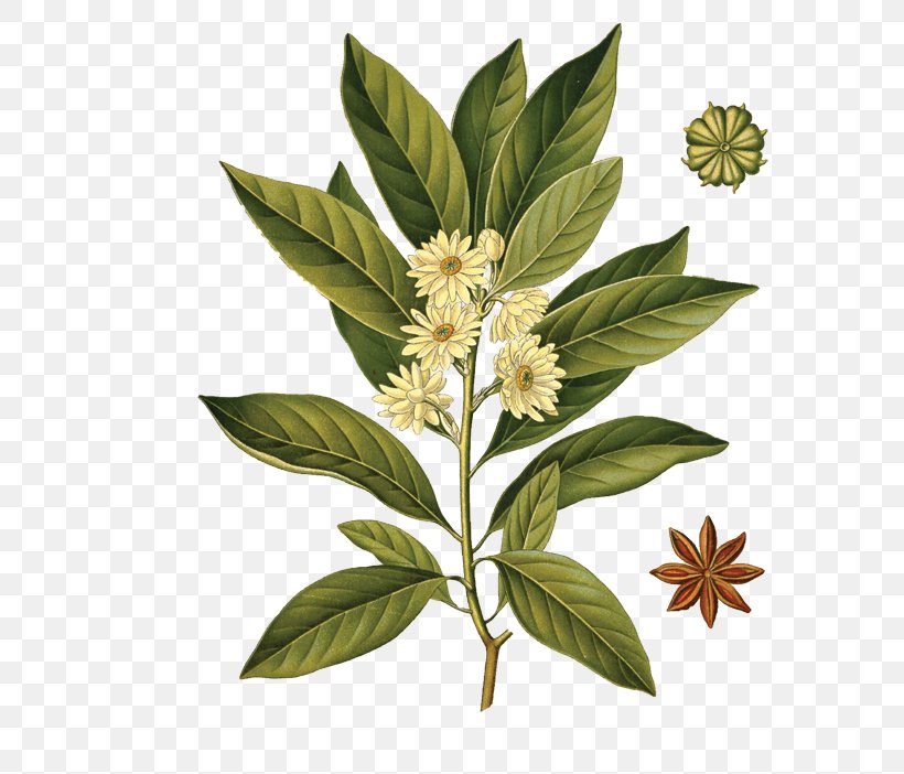 Sassolino Star Anise Illicium Anisatum Anice, PNG, 657x702px, Star Anise, Anice, Anise, Cinnamomum Verum, Herb Download Free