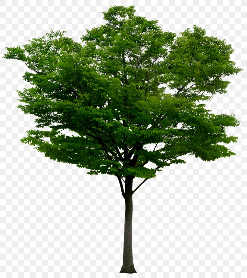 Adobe Photoshop Image Psd Tree, PNG, 1139x1280px, Tree, Branch, Layers, Leaf, Photography Download Free