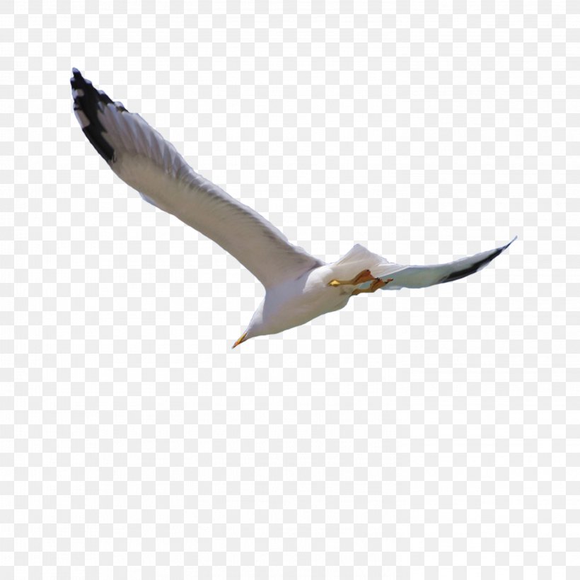 Bird Flight Wing, PNG, 2953x2953px, Bird, Beak, Bird Flight, Common Gull, Feather Download Free