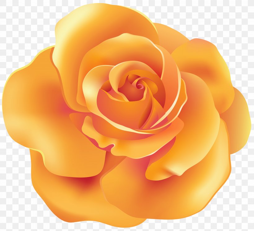 Orange Garden Roses Clip Art, PNG, 6000x5464px, Rose, Blog, Close Up, Cut Flowers, Floribunda Download Free