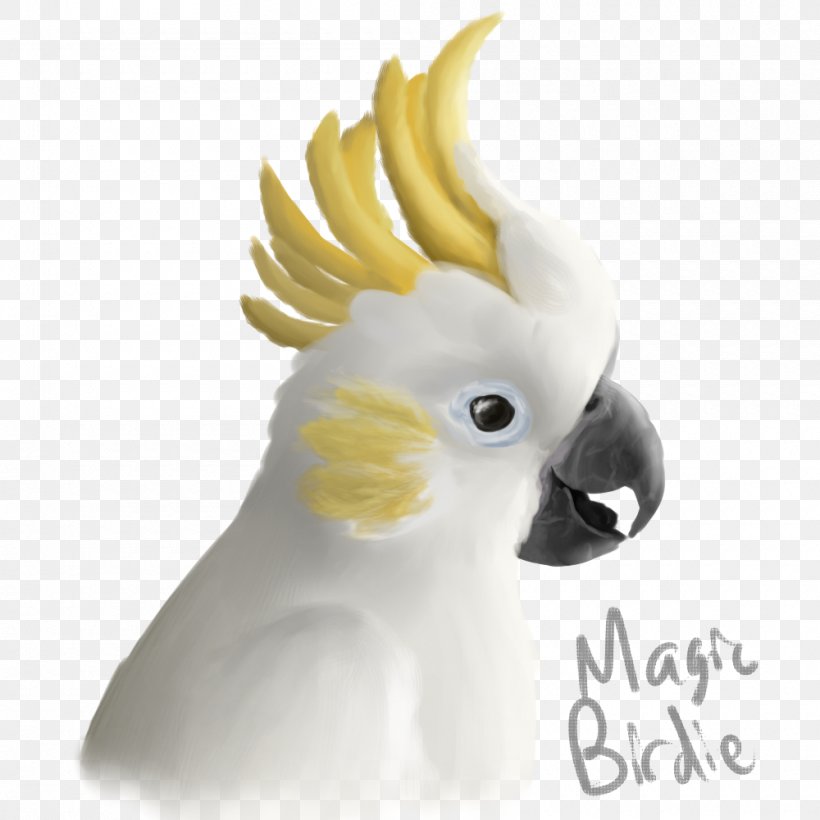 Sulphur-crested Cockatoo Cockatiel Bird Beak, PNG, 1000x1000px, Sulphurcrested Cockatoo, Average, Beak, Bird, Cockatiel Download Free