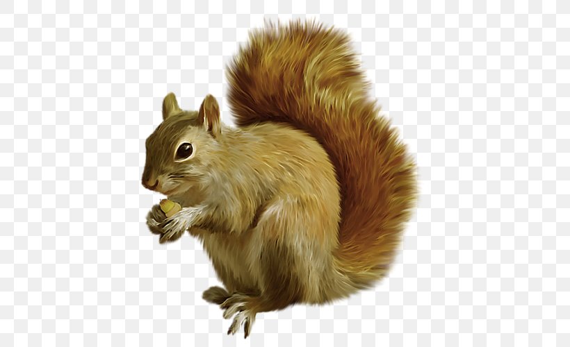 Tree Squirrel Mexican Gray Squirrel Clip Art, PNG, 500x500px, Tree Squirrel, Chipmunk, Eastern Gray Squirrel, Fauna, Fox Squirrel Download Free