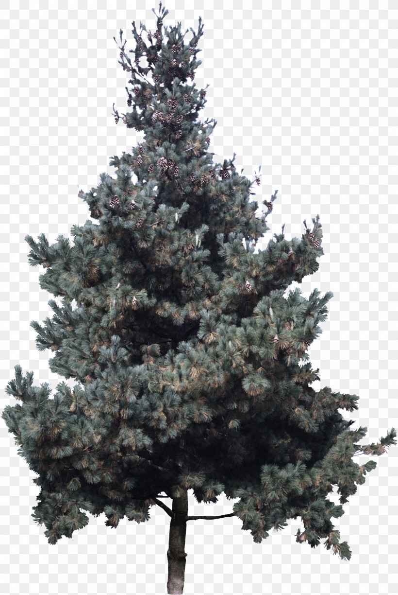 Christmas Tree, PNG, 2009x3000px, Tree, American Larch, Arizona Cypress, Balsam Fir, Canadian Fir Download Free
