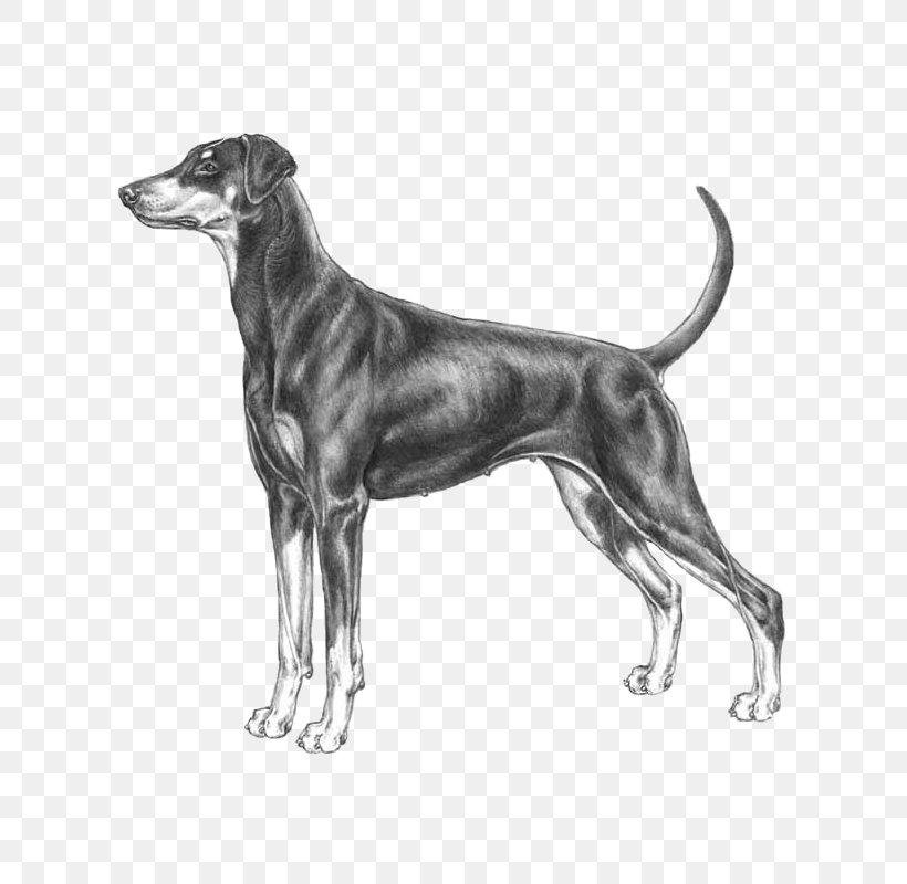 Dog Breed Greyhound Dobermann Standard Schnauzer German Pinscher, PNG, 800x800px, Dog Breed, Affenpinscher, Austrian Pinscher, Azawakh, Black And White Download Free