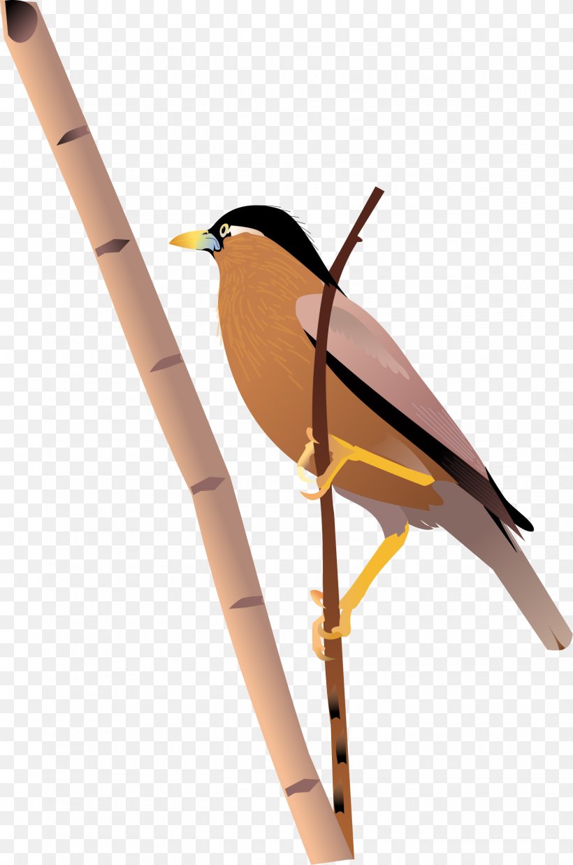 Drawing Clip Art, PNG, 1621x2446px, Drawing, Beak, Bird, Brahminy Starling, Display Resolution Download Free