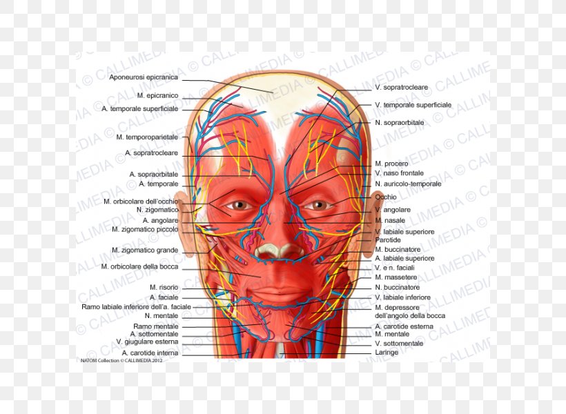 Facial Nerve Facial Artery Supratrochlear Artery Human Body, PNG, 600x600px, Watercolor, Cartoon, Flower, Frame, Heart Download Free
