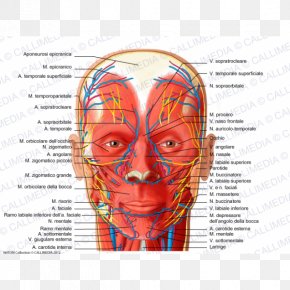 Forehead Anatomy Supratrochlear Artery Supraorbital Artery Physiology ...