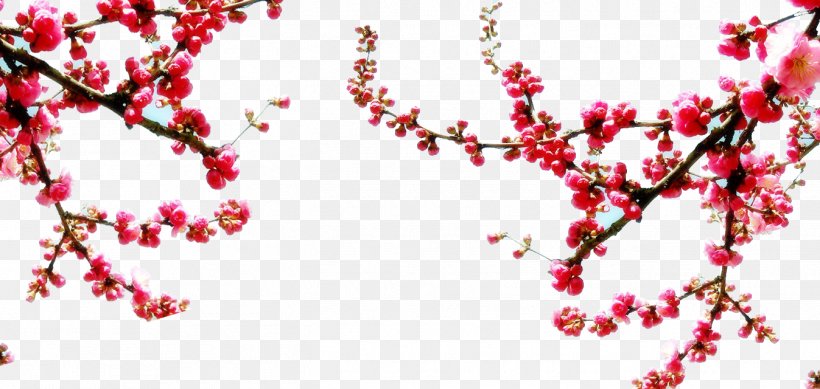 Jasminum Nudiflorum Flower Blossom Sweet Osmanthus Plant, PNG, 1347x640px, Jasminum Nudiflorum, Blossom, Bonsai, Branch, Cherry Blossom Download Free