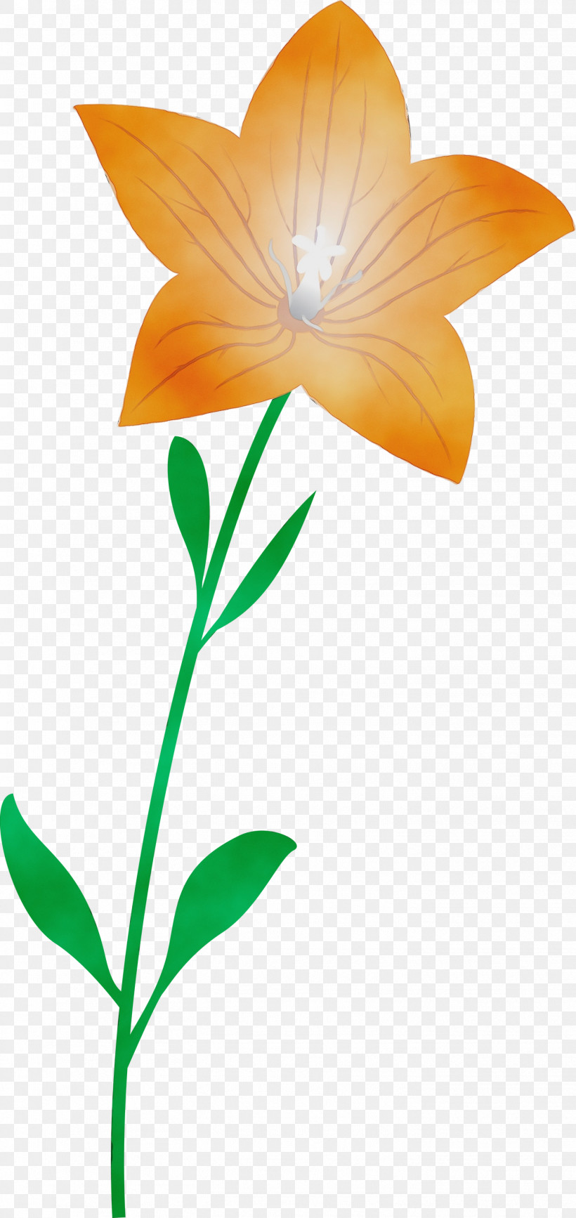 Leaf Plant Stem Cut Flowers Petal Flora, PNG, 1418x3000px, Balloon Flower, Biology, Cut Flowers, Flora, Flower Download Free