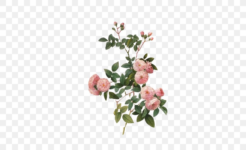 Multiflora Rose Canvas Print Art Painting Image, PNG, 500x500px, Multiflora Rose, Art, Blossom, Botanical Illustration, Branch Download Free