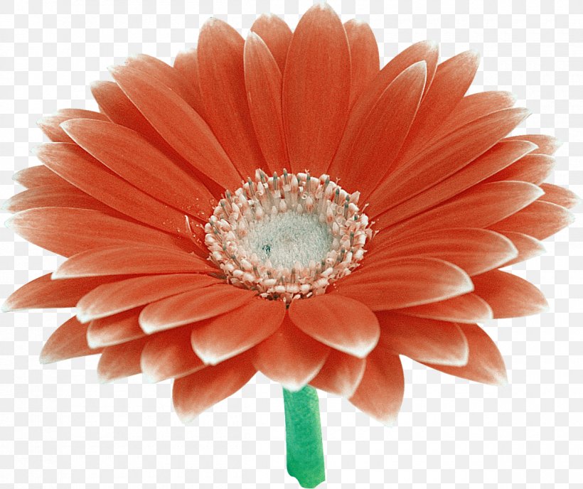 Transvaal Daisy Cut Flowers Clip Art, PNG, 1200x1008px, Transvaal Daisy, Archive File, Cut Flowers, Daisy Family, Flower Download Free