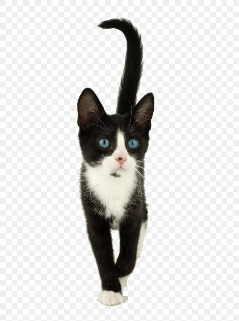 Whiskers Kitten American Wirehair Domestic Short-haired Cat Black Cat, PNG, 725x1102px, Whiskers, American Wirehair, Black Cat, Carnivoran, Cat Download Free