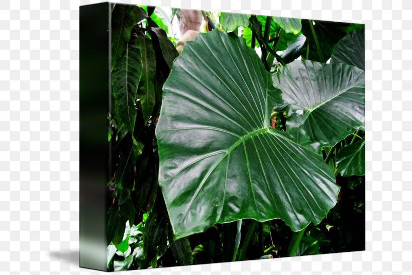 Elephant's Ear Plant Vegetation Leaf, PNG, 650x547px, Plant, Green, Leaf, Vegetation, Xanthosoma Download Free
