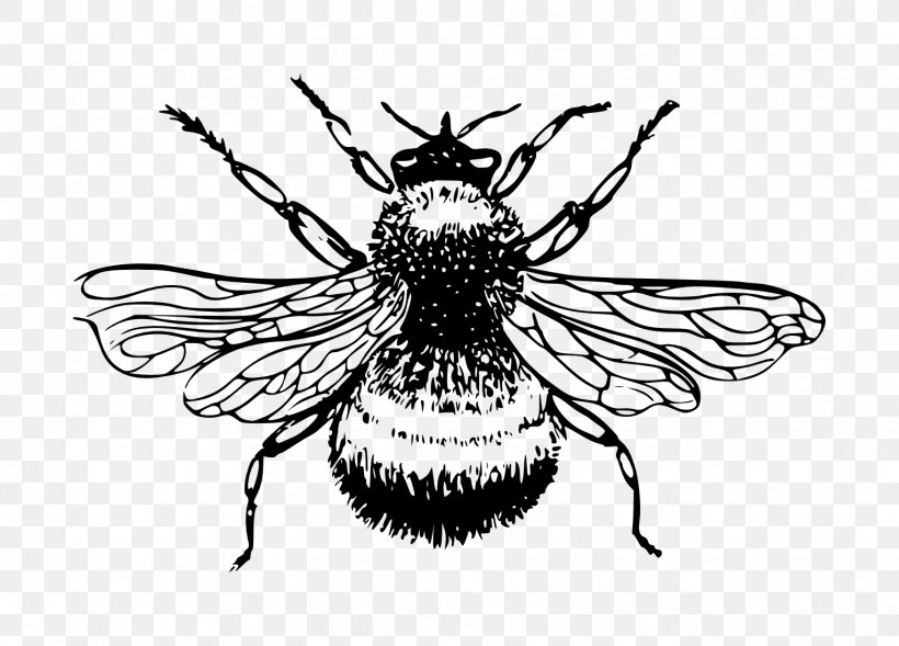 European Dark Bee Bumblebee Drawing Clip Art, PNG, 1529x1099px, Bee, Art, Arthropod, Artwork, Beehive Download Free