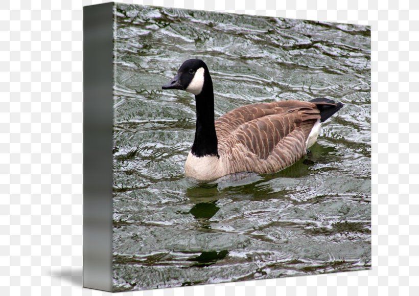 Goose Duck Fauna Feather Beak, PNG, 650x579px, Goose, Beak, Bird, Duck, Ducks Geese And Swans Download Free