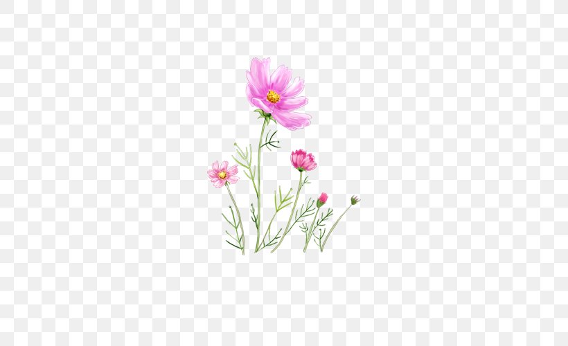 IPhone 4S IPhone 7 Plus IPhone 5 Desktop Wallpaper, PNG, 500x500px, 4k Resolution, Iphone 4, Cut Flowers, Daisy Family, Flora Download Free