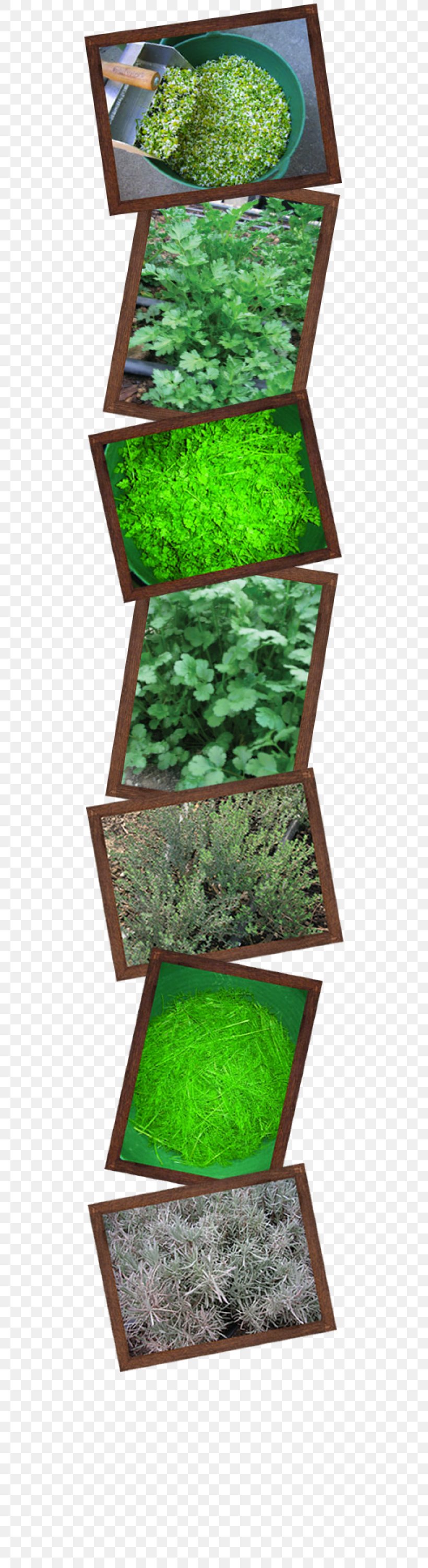 Oregano Herb Organic Food Spice Marjoram, PNG, 500x3000px, Oregano, Anise, Calendula Officinalis, Food Drying, Grass Download Free