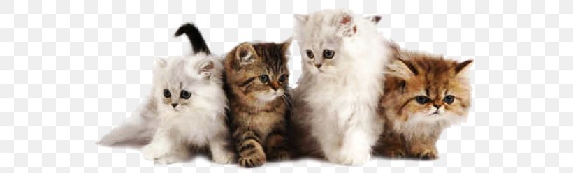 Persian Cat Kitten Desktop Wallpaper Breed Pet, PNG, 557x248px, Persian Cat, Adirondack Balloon Festival, Animal, Breed, Carnivoran Download Free