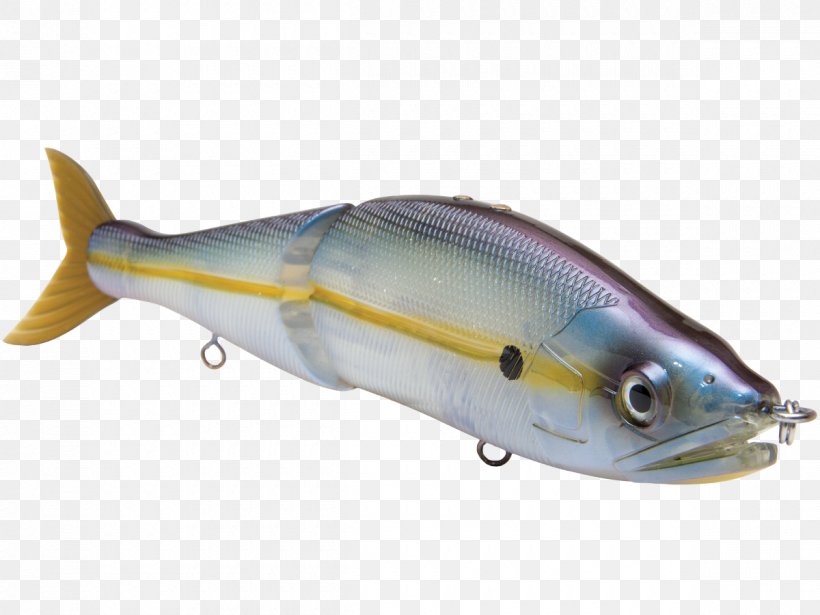 Sardine Marine Biology Oily Fish Milkfish Marine Mammal, PNG, 1200x900px, Sardine, Ac Power Plugs And Sockets, Bait, Biology, Bony Fish Download Free