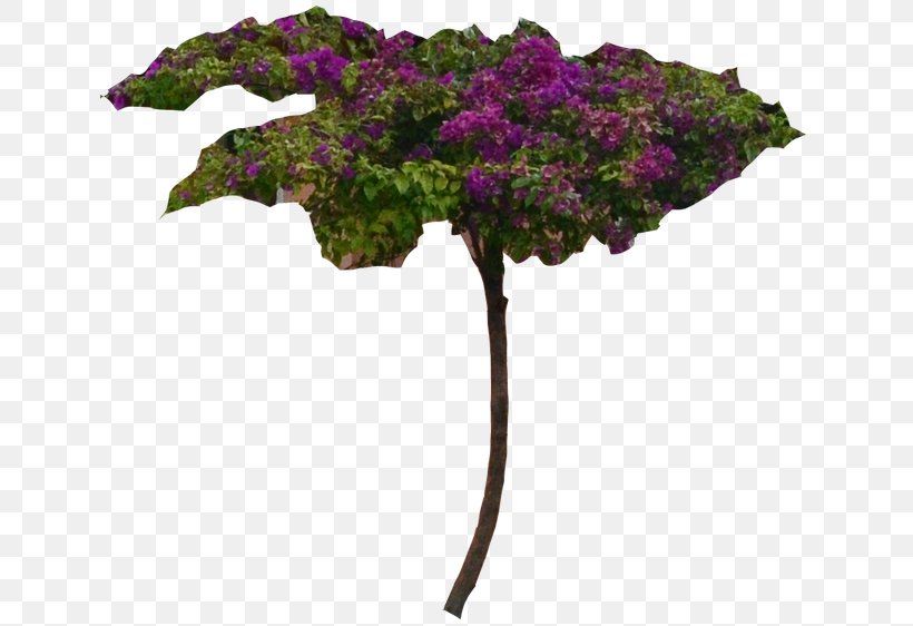 Shrub Bougainvillea Plant Flower Tree, PNG, 640x562px, Shrub, Bougainvillea, Branch, Cut Flowers, Flora Download Free
