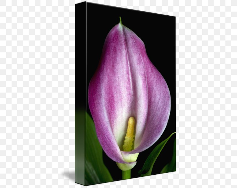 Tulip Desktop Wallpaper Plant Stem Bud Petal, PNG, 408x650px, Tulip, Alismatales, Arum, Arum Family, Bud Download Free