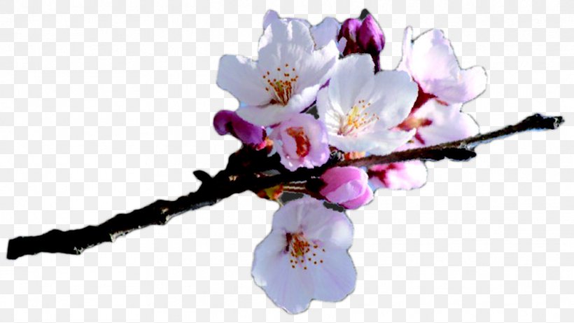 Aix-en-Provence Clipping Path Photography Flower, PNG, 1036x583px, Aixenprovence, Blossom, Branch, Cerasus, Cherry Blossom Download Free