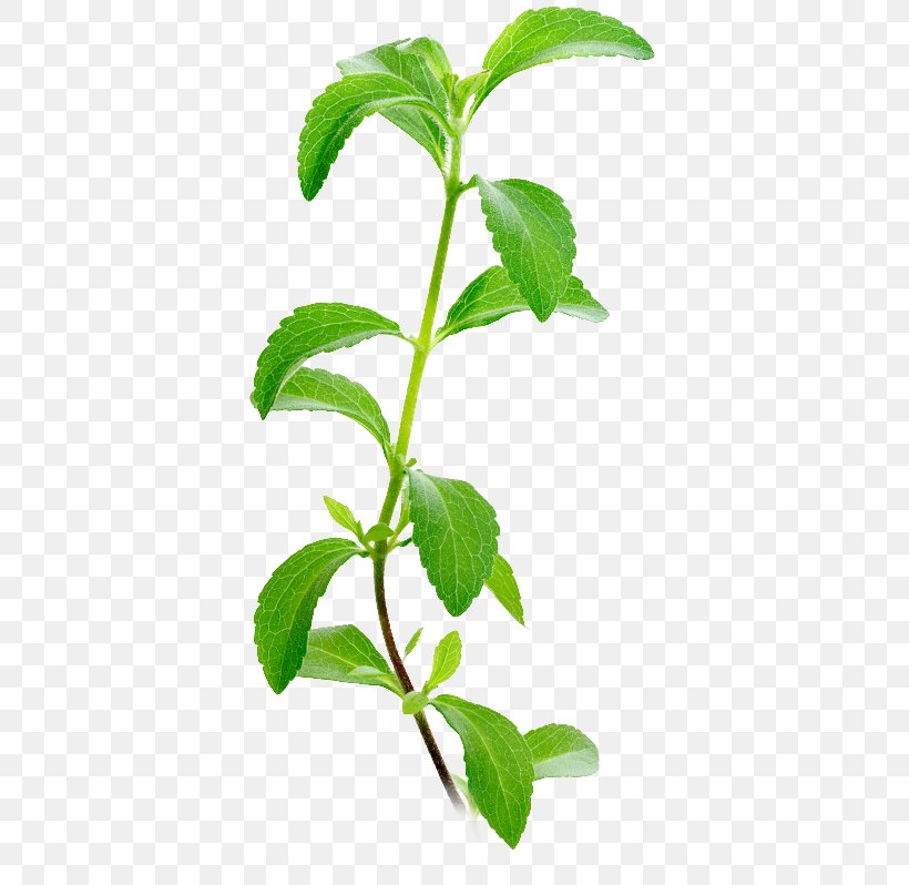Candyleaf Stevia Plants Sugar Substitute Stevioside, PNG, 398x798px, Candyleaf, Bitterness, Calorie, Extract, Glycerol Download Free