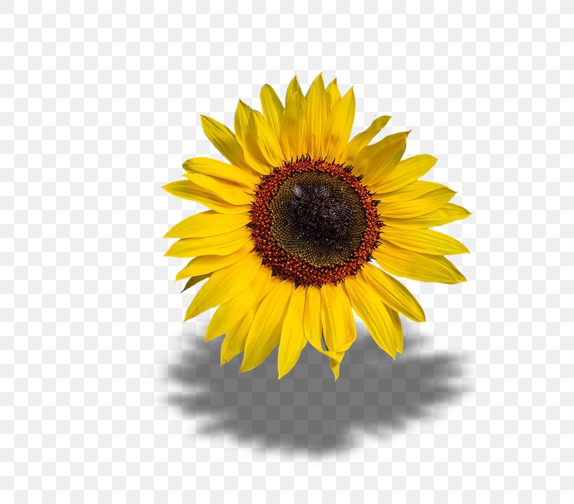 Common Sunflower, PNG, 540x720px, Common Sunflower, Asterales, Daisy Family, Flower, Flowering Plant Download Free