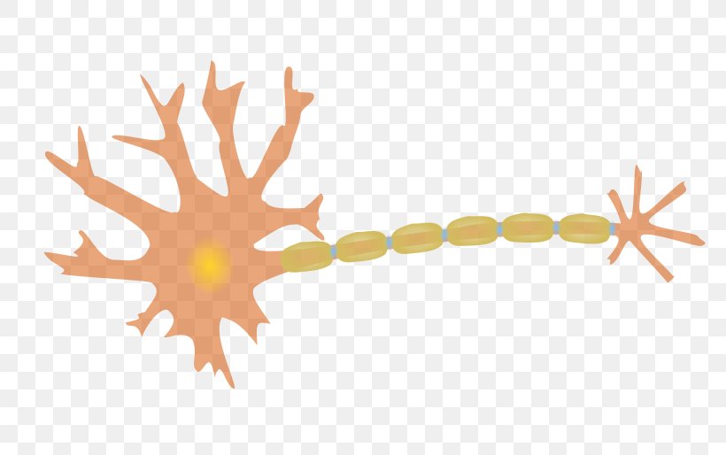 Neuron Nervous System Axon Clip Art, PNG, 800x514px, Neuron, Axon, Brain, Brain Cell, Hand Download Free