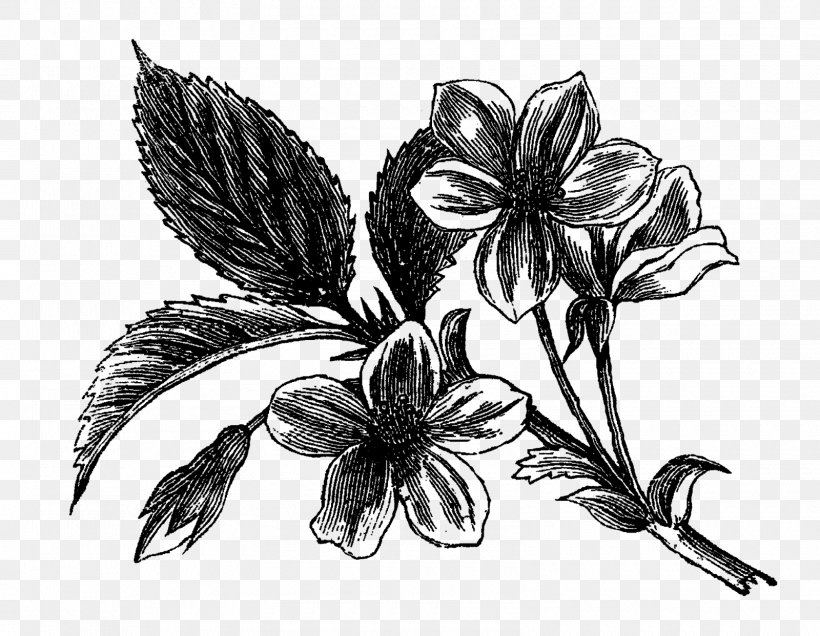 Flowering Dogwood Drawing Visual Arts, PNG, 1600x1242px, Flowering Dogwood, Art, Artwork, Black And White, Dogwood Download Free