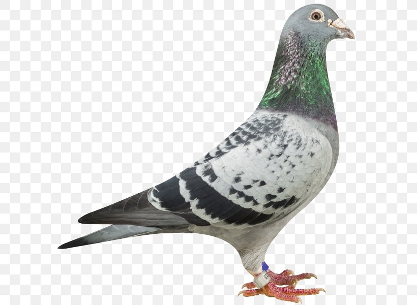 Homing Pigeon Rock Dove Columbidae Pigeon Keeping Mail, PNG, 600x600px, Homing Pigeon, Animal, Beak, Bird, Breeder Download Free