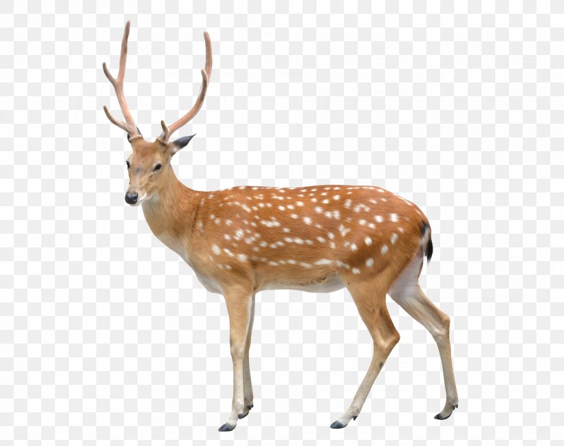 spotted deer clipart