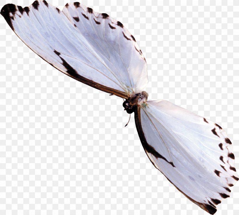 Butterfly Insect PhotoScape, PNG, 4544x4091px, Butterfly, Animal, Arthropod, Butterflies And Moths, Gimp Download Free