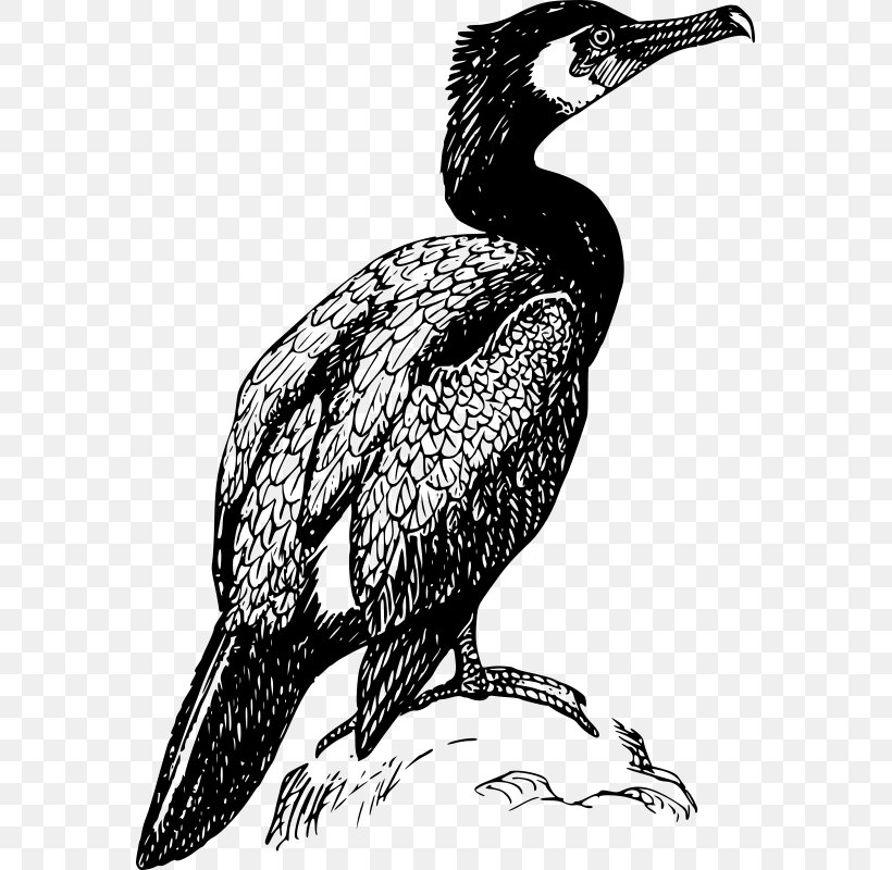 Double-crested Cormorant Bird Drawing Clip Art, PNG, 569x800px, Cormorant, Art, Beak, Bird, Bird Of Prey Download Free