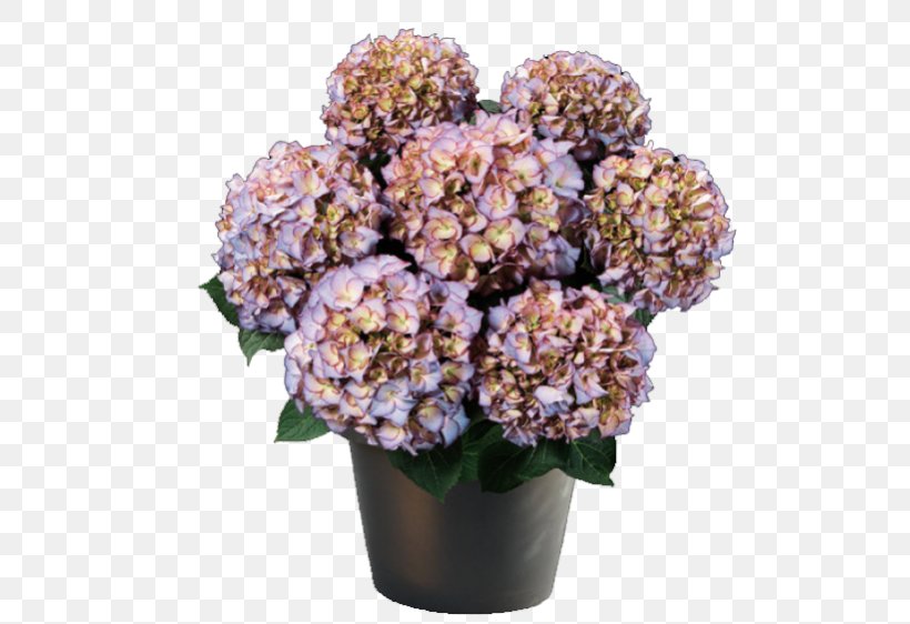 French Hydrangea Panicled Hydrangea Embryophyta Blue Flower, PNG, 562x562px, French Hydrangea, Artificial Flower, Blue, Bud, Cornales Download Free