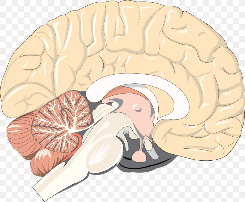 Human Brain Pineal Gland Neuron Homo Sapiens, PNG, 2300x1892px, Watercolor, Cartoon, Flower, Frame, Heart Download Free