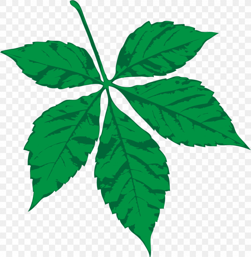 Ivy, PNG, 1019x1044px, Plant Stem, Biology, Branch, Herb, Herbal Medicine Download Free