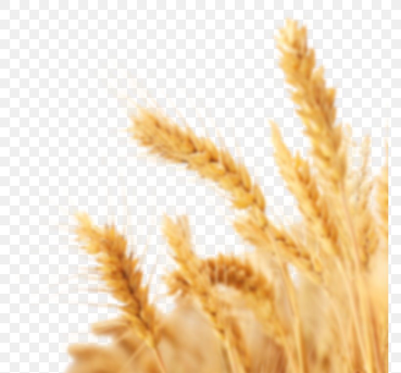 Wheat Clip Art Cereal Crop, PNG, 768x762px, Wheat, Barley, Cereal, Cereal Germ, Close Up Download Free