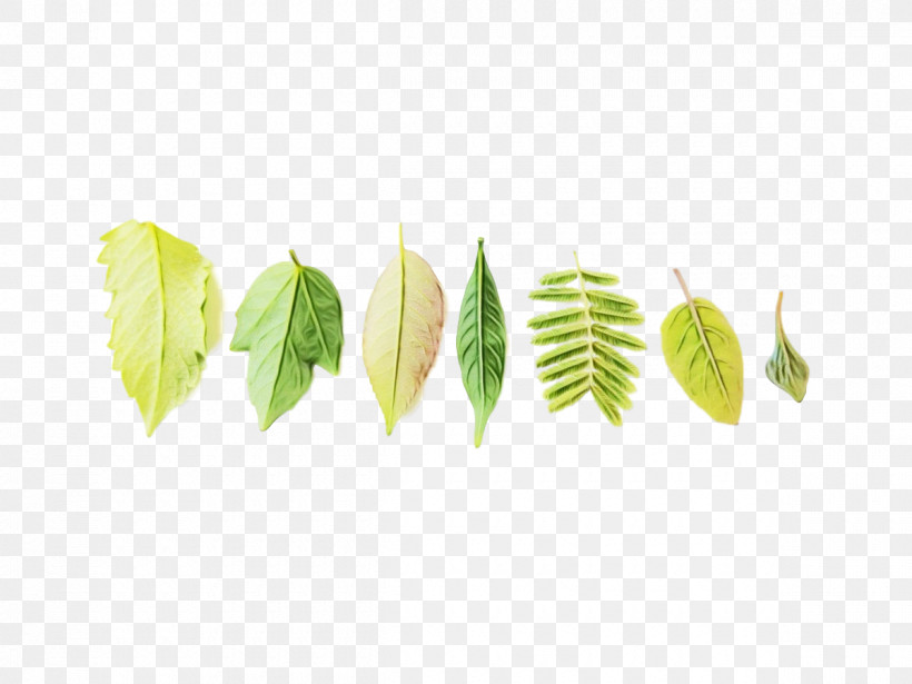 Leaf Plant Stem Plants Science Plant Structure, PNG, 1200x900px, Watercolor, Biology, Leaf, Paint, Plant Stem Download Free
