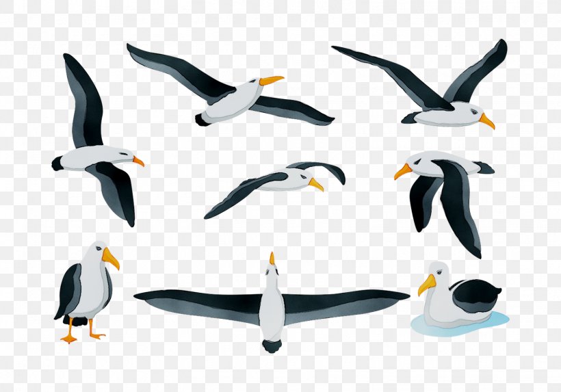 Penguin Seabird Product Design Fauna, PNG, 1553x1087px, Penguin, Beak, Bird, Charadriiformes, Fauna Download Free