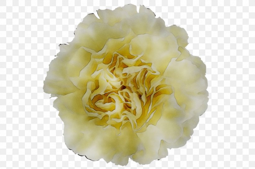 Yellow Cut Flowers Peony, PNG, 1159x773px, Yellow, Carnation, Chinese Peony, Common Peony, Cut Flowers Download Free