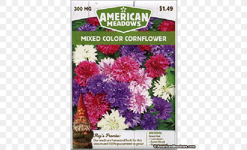 Cut Flowers Chrysanthemum Family Groundcover Shrub, PNG, 500x500px, Cut Flowers, American Meadows, Annual Plant, Aster, Chrysanthemum Download Free