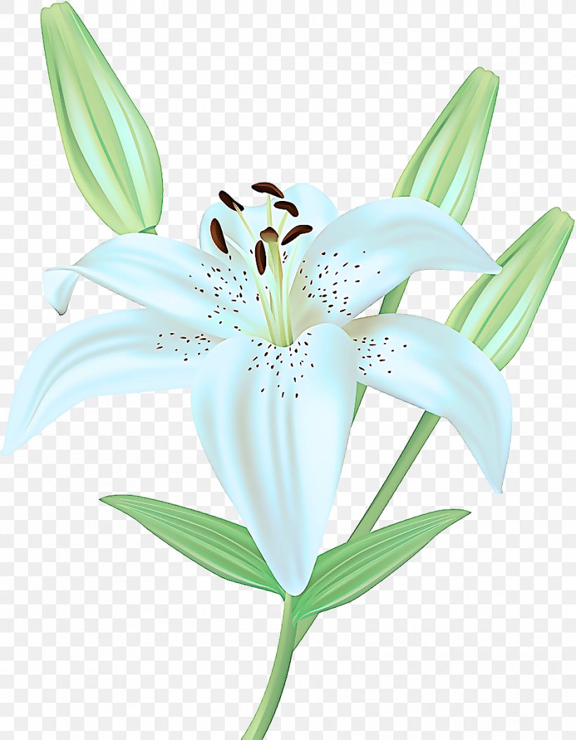 Flower Lily Flowering Plant Plant Petal, PNG, 937x1204px, Flower, Flowering Plant, Lily, Lily Family, Petal Download Free