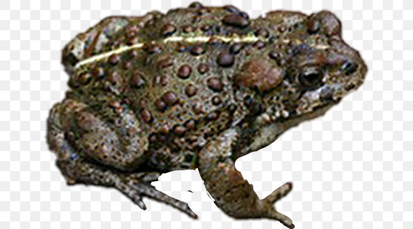 Frog Cartoon, PNG, 646x455px, American Bullfrog, American Toad, American Water Frogs, Amphibian, Amphibians Download Free