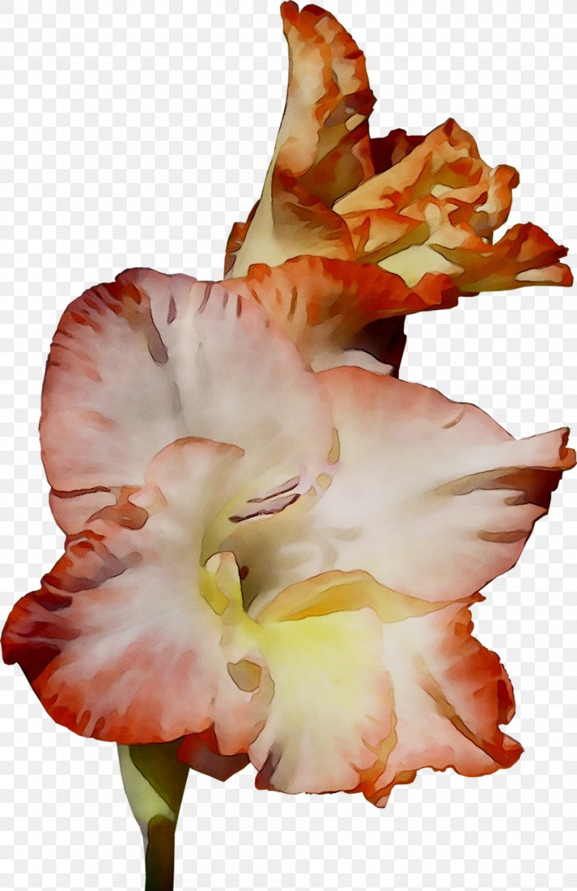 Gladiolus Amaryllis Jersey Lily Canna Daylily, PNG, 956x1475px, Gladiolus, Amaryllis, Amaryllis Belladonna, Belladonna, Canna Download Free