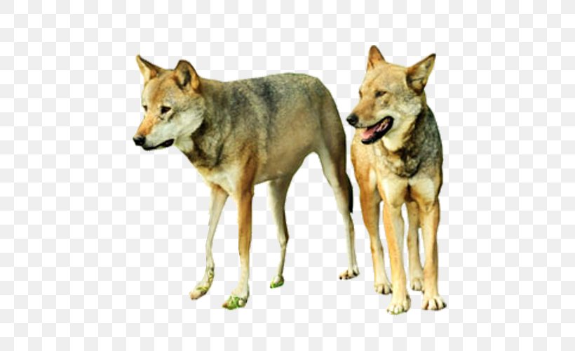 Gray Wolf, PNG, 500x500px, Gray Wolf, Animal, Carnivoran, Coyote, Czechoslovakian Wolfdog Download Free